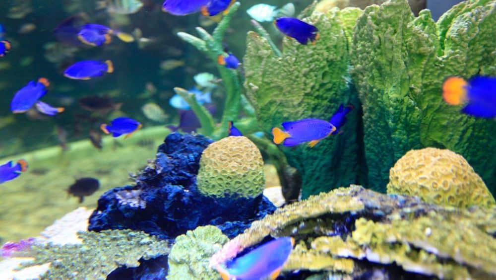 350906000000170gkD489 Z 1000 0 - 水族馆解决方案